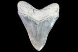 Serrated, Fossil Megalodon Tooth - Georgia #86070-2